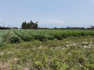 近屏東科技產業園區面寬農地(市農374)屏東買賣土地