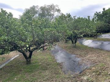 新竹徵收地 春明地產~新竹縣峨眉鄉峨眉湖大佛旁景觀農地