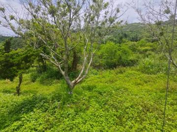 新竹徵收地 春明地產 新竹縣湖口鄉長安近7-11總部一般農業區美田