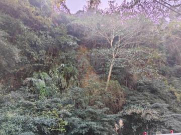 新竹徵收地 春明地產 新竹縣芎林鄉王爺坑低總價千坪林地