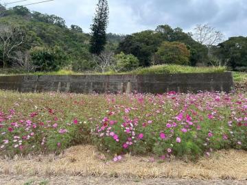 新竹徵收地 春明地產 新竹縣芎林鄉下山竹22鄉道美農地