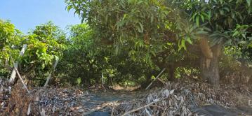 台南土地透天 官田過尤加利桃花心木芒果園