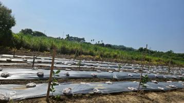 台南土地透天 玉井全新資材室一般農