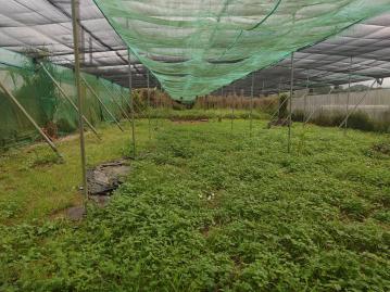  新社仙塘跡小農地A 有自來水有電  台中土地王 莊遠