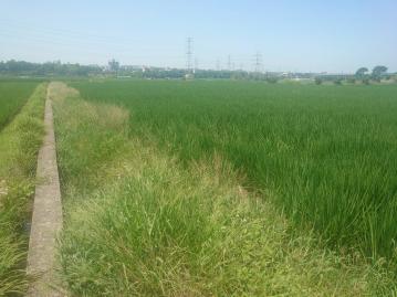 外埔區便宜美農地B 臨6米路 有電 有水 台中土地王 莊遠
