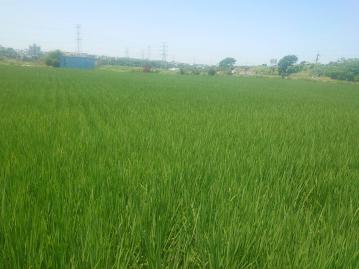 外埔區便宜美農地A 臨6米路 有電 有水 台中土地王 莊遠