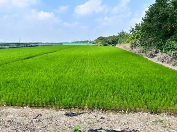 二崙波特農地 西螺透天