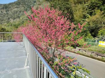 尖石建+農臨溪農莊 新竹關西土地