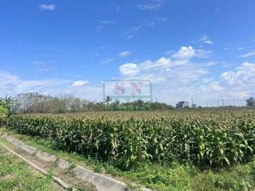 新化房屋土地 新營姑爺社區旁肥沃農地