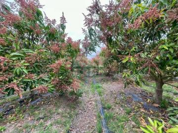 新化房屋土地 善化市區有水電芒果園