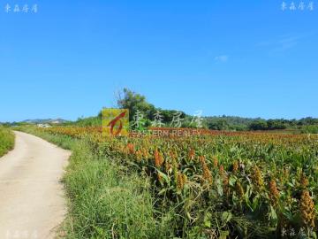金門中心點美農地 金門房屋土地