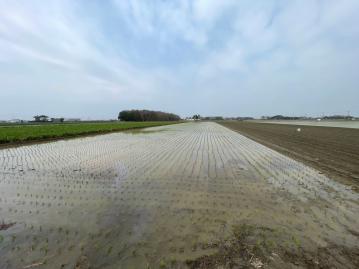 崙背五塊厝美農地