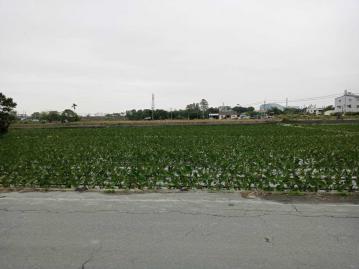 林內烏塗農地(三)