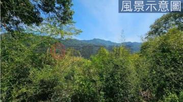 台中新社區五葉松林地