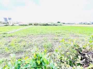 ?新竹市新航段西濱路開心農場
