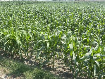 【鹽水省道旁雙面路農地】