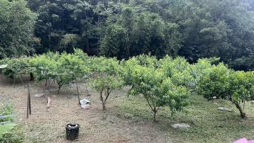 獅潭鄉休閒露營農牧用地 左營鼓山好房