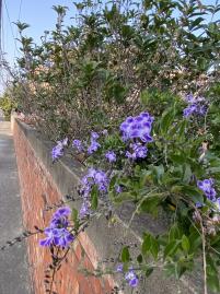 專任台南將軍區保源段低總價乙建台中不動產仲介