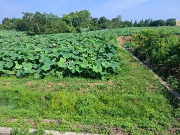 觀音正新華路農地 中壢農地建地