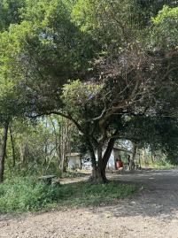 Q2261沿山美農地