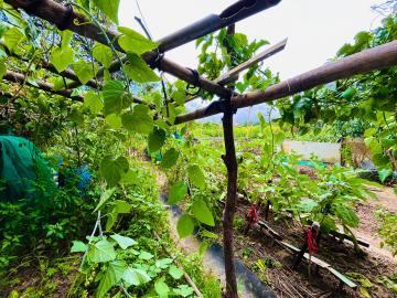 平鎮南勢農地/都計內/低總價