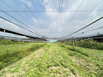 新社平坦方正農地有水有電臨路好進出 豐原房屋首選