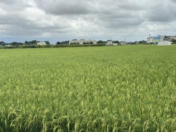 六腳三姓寮2分農地 太保市地重劃