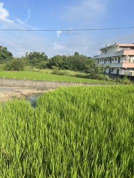南隘國小大面寬美田 湖口土地仲介
