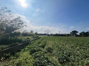 近台1線替代道路｜臨路方正312坪麻園農地