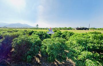 枋寮愛文農地・稀有釋出 枋寮土地專家