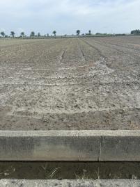 ♦桃園八德買房♦香田段方正農地丨沃土良田黃金地段#0173601