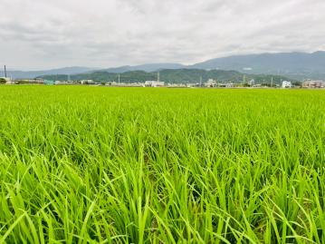 宜蘭買房首選 礁溪台九線足坪農地