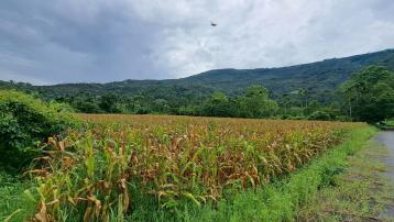 《專售》鳳林南平土地肥沃農地 
