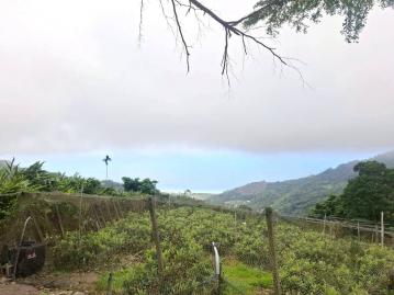 花蓮吉安找房 太麻里海景山坡保育農地
