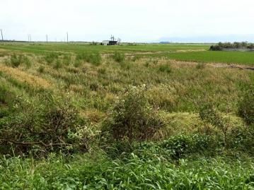 後壁火車站台一線旁大面寬農地(專約)E051 嘉義店面一姐