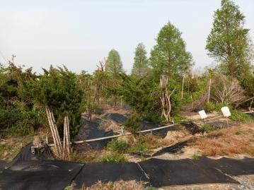 房地賞金獵人 近嘉義市郊小而美開心農場權利出讓(專)