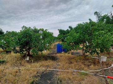 台南廠房土地 關廟新埔段469坪農地