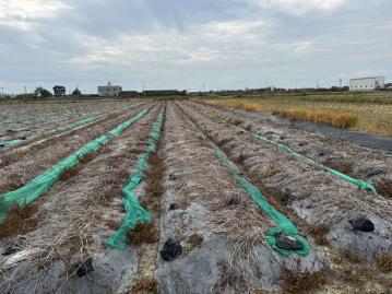 台南土地農地 鹽水三和段便宜農保地