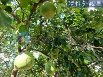 台南土地農地 麻豆2分1文旦、紅柚、白柚果園一般農