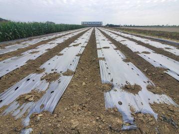 嘉義房屋土地 布袋過溝方正美農地
