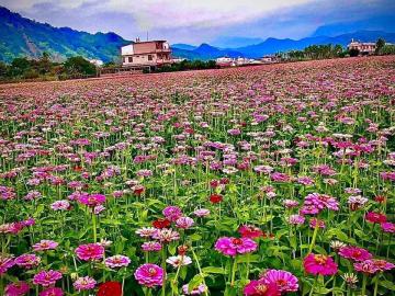 高雄土地男神  頂級莊園