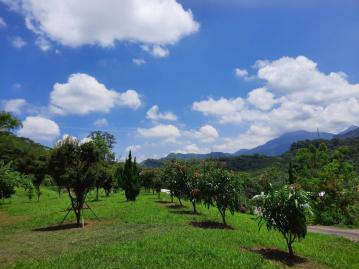 北屯買房推薦|快樂農夫注意!中寮八杞仙駕到(C)