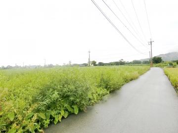 豐原房產顧問 中社芋園農地