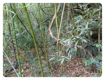 台中后里土地 后里牛稠坑方正山坡地