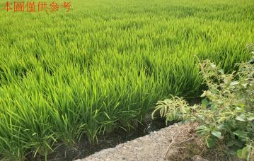 台中土地達人　大里三期近中投臨路農地