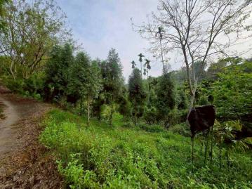 嘉義房屋仲介梅山秘境造林農地