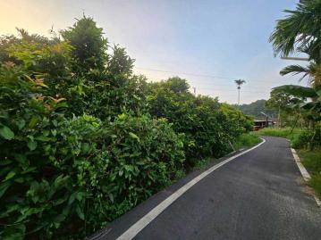 嘉義房屋仲介 雙溪庄內千坪平坦柳丁園