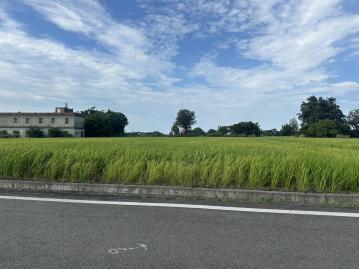 大園土地專家專任 正育仁路旁超大面寬美農地