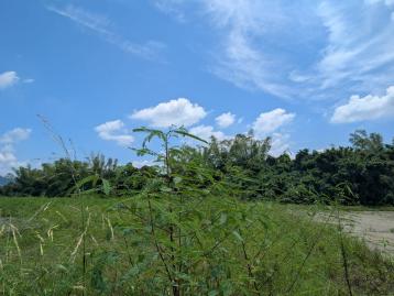 美濃買房買地 近杉林日光小林4.5分農地188(一般農) 