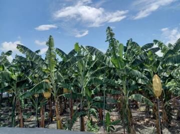 美濃買房買地 美濃龍山方正多元化農地